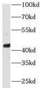 Cyclic AMP-responsive element-binding protein 1 antibody, FNab09948, FineTest, Western Blot image 