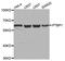 Polypyrimidine Tract Binding Protein 1 antibody, MBS126922, MyBioSource, Western Blot image 