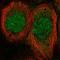 Mesoderm Posterior BHLH Transcription Factor 1 antibody, HPA069981, Atlas Antibodies, Immunofluorescence image 