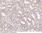 p67 antibody, 101399-T08, Sino Biological, Immunohistochemistry frozen image 