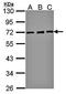 Nuclear pore glycoprotein p62 antibody, orb69723, Biorbyt, Western Blot image 