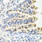Neurotrophin 3 antibody, 14-445, ProSci, Immunohistochemistry paraffin image 