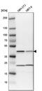 Protein quaking antibody, PA5-53930, Invitrogen Antibodies, Western Blot image 