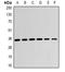 DLG Associated Protein 5 antibody, orb378035, Biorbyt, Western Blot image 
