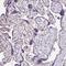Kdap antibody, HPA047236, Atlas Antibodies, Immunohistochemistry frozen image 