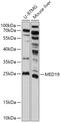 Mediator Complex Subunit 19 antibody, 18-130, ProSci, Western Blot image 