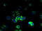 Vomeronasal 1 Receptor 2 antibody, A66866-100, Epigentek, Immunofluorescence image 