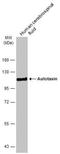 Autotaxin antibody, NBP1-32162, Novus Biologicals, Western Blot image 