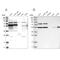 Zinc Finger CCHC-Type Containing 7 antibody, PA5-56180, Invitrogen Antibodies, Western Blot image 