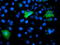 Translocase Of Outer Mitochondrial Membrane 34 antibody, TA503119, Origene, Immunofluorescence image 