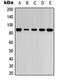 Rho Guanine Nucleotide Exchange Factor 7 antibody, orb315753, Biorbyt, Western Blot image 