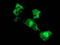 Sequestosome-1 antibody, TA502238, Origene, Immunofluorescence image 