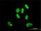 SRY-Box 9 antibody, H00006662-M02, Novus Biologicals, Immunofluorescence image 