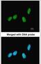 IK Cytokine antibody, PA5-21938, Invitrogen Antibodies, Immunofluorescence image 