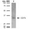 CD74 antibody, LS-C773479, Lifespan Biosciences, Western Blot image 