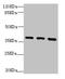QKI, KH Domain Containing RNA Binding antibody, LS-C676337, Lifespan Biosciences, Western Blot image 