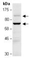 Zinc Finger And BTB Domain Containing 33 antibody, orb66924, Biorbyt, Western Blot image 