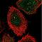 Carbohydrate sulfotransferase 15 antibody, NBP1-88367, Novus Biologicals, Immunofluorescence image 