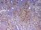 Inducible T Cell Costimulator antibody, A00291-2, Boster Biological Technology, Immunohistochemistry frozen image 