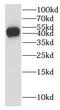 Lymphoid Enhancer Binding Factor 1 antibody, FNab04745, FineTest, Western Blot image 