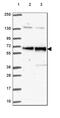 Poly(U)-binding-splicing factor PUF60 antibody, HPA059714, Atlas Antibodies, Western Blot image 