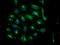 Ubiquitin-like-conjugating enzyme ATG3 antibody, TA503346, Origene, Immunofluorescence image 