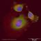 Lactate Dehydrogenase A antibody, ab47010, Abcam, Immunofluorescence image 