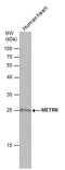 Meteorin, Glial Cell Differentiation Regulator antibody, PA5-78574, Invitrogen Antibodies, Western Blot image 