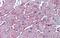 DC-STAMP Domain Containing 1 antibody, A17035, Boster Biological Technology, Immunohistochemistry paraffin image 