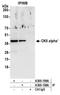 Casein Kinase 2 Alpha 1 antibody, A300-199A, Bethyl Labs, Immunoprecipitation image 