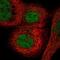 MORC Family CW-Type Zinc Finger 3 antibody, NBP2-56825, Novus Biologicals, Immunofluorescence image 