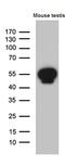 Y-Box Binding Protein 2 antibody, MA5-27431, Invitrogen Antibodies, Western Blot image 