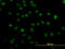 Zinc Finger Protein 207 antibody, LS-C133524, Lifespan Biosciences, Immunofluorescence image 