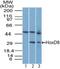 Homeobox D8 antibody, NBP2-27108, Novus Biologicals, Western Blot image 