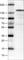 Myocardin Related Transcription Factor B antibody, AMAb90887, Atlas Antibodies, Western Blot image 