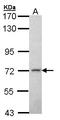 MAGUK p55 subfamily member 2 antibody, LS-C185886, Lifespan Biosciences, Western Blot image 
