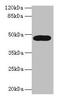 Lysosomal acid lipase/cholesteryl ester hydrolase antibody, LS-C317785, Lifespan Biosciences, Western Blot image 