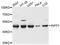 Inositol Polyphosphate-1-Phosphatase antibody, abx126008, Abbexa, Western Blot image 