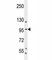 Sp1 Transcription Factor antibody, F41459-0.4ML, NSJ Bioreagents, Western Blot image 