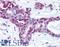 Endonuclease III-like protein 1 antibody, LS-B263, Lifespan Biosciences, Immunohistochemistry frozen image 