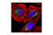 Early Endosome Antigen 1 antibody, 3288T, Cell Signaling Technology, Immunofluorescence image 