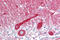 Carboxypeptidase E antibody, ARP58445_P050, Aviva Systems Biology, Immunohistochemistry paraffin image 