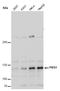 PMS1 Homolog 1, Mismatch Repair System Component antibody, GTX129232, GeneTex, Western Blot image 