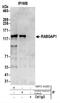 RAB GTPase Activating Protein 1 antibody, NBP2-44285, Novus Biologicals, Western Blot image 