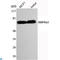 Protein Kinase AMP-Activated Catalytic Subunit Alpha 1 antibody, LS-C814088, Lifespan Biosciences, Western Blot image 