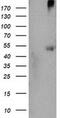 Sedoheptulokinase antibody, MA5-25622, Invitrogen Antibodies, Western Blot image 