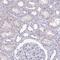 Charged multivesicular body protein 5 antibody, NBP2-48776, Novus Biologicals, Immunohistochemistry frozen image 