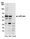 Lamina-associated polypeptide 2, isoforms beta/gamma antibody, A304-849A, Bethyl Labs, Western Blot image 