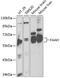 Fatty Acid Amide Hydrolase antibody, GTX55611, GeneTex, Western Blot image 