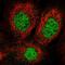Chromosome 11 Open Reading Frame 54 antibody, NBP1-87194, Novus Biologicals, Immunofluorescence image 